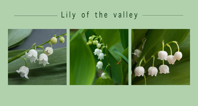 Collage of various view of lily of the valey flowers