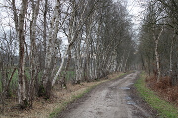 Obraz premium Hiking in the moor in northern Germany