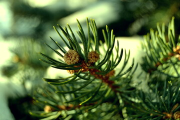 Green branch of the pine tree in a forest close up