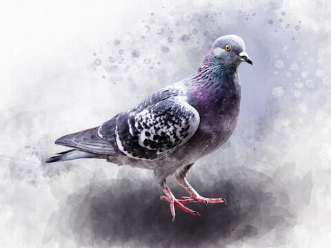 Portrait of a Pigeon bird, watercolor painting. Bird illustration.