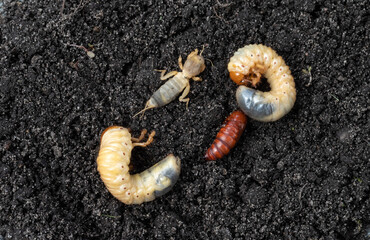 Agricultural pests on the soil. May bug larvae, pupa moth and european mole cricket.