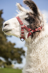 portrait of llama