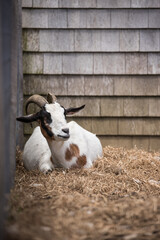 goat on farm