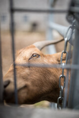 goat close up