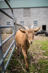 goat in the farm