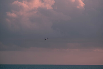 Fototapeta na wymiar Sunset with Boat and Bird