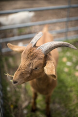 portrait of a goat