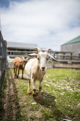 goats at the barn