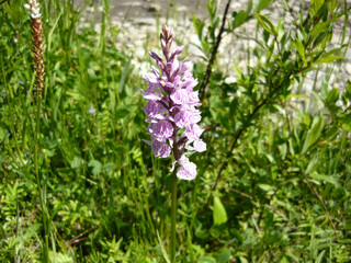 
Lilac flower on green background