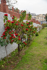 Fototapeta na wymiar Euphorbia Pulcherimma in Bagh-E-Bahu in Jammu