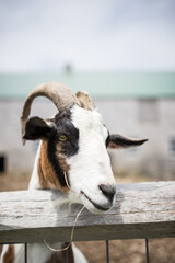 portrait of a goat