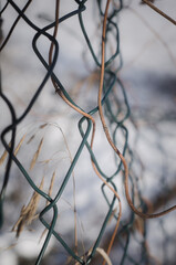 Zimowa trawa opleciona drutem, siatką - obrazy, fototapety, plakaty