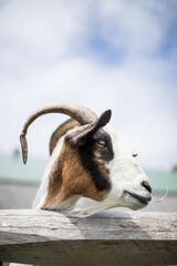 close up of a goat