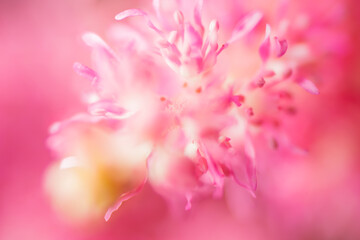 Spring blossom background. Abstract blur. Beautiful nature scene with blooming tree and sun flare