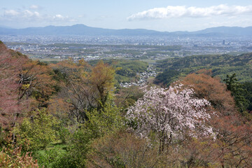 春の善峯寺　境内から市内遠望　京都市
