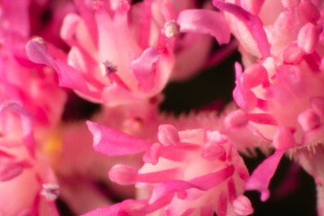 Spring blossom background. Beautiful nature scene with blooming tree on black background. Soft focus
