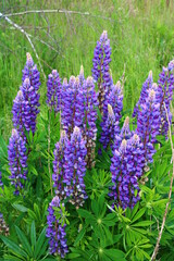 Lupine in full bloom in northern Germany (legume family Fabaceae)