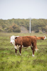 cows in a field