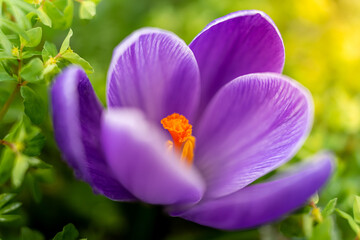 Close-up of blooming purple crocus flowers in a soft focus on a spring day