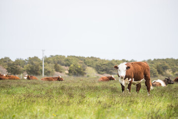 cows grazing in a field