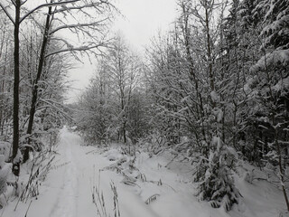 Fototapeta premium Thin track in the winter forest