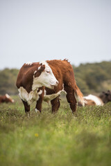 cow on the pasture