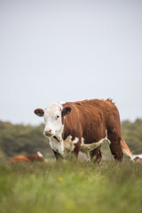 cow in the field