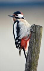 On a tree trunk the big motley woodpecker (Dendrocopos major)