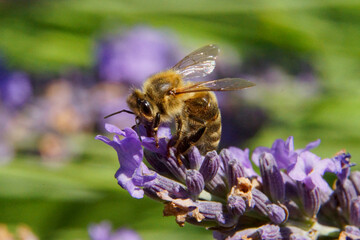 Biene sammelt Nektar von Lavendel