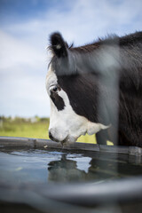 cow drinking
