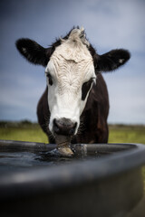 cow drinking
