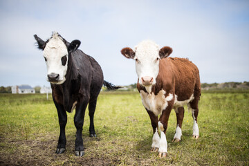 cows in a meadow