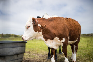 cows in a field
