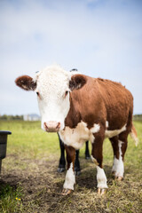 cows in a field