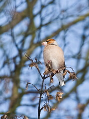 The hawfinch (Coccothraustes coccothraustes) on a branch (in Polish: grubodziób)