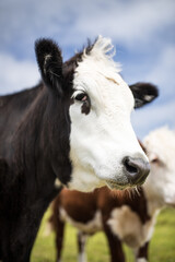 portrait of a black and white cow