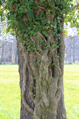 Tree embraced by ivy