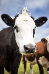 portrait of a cow