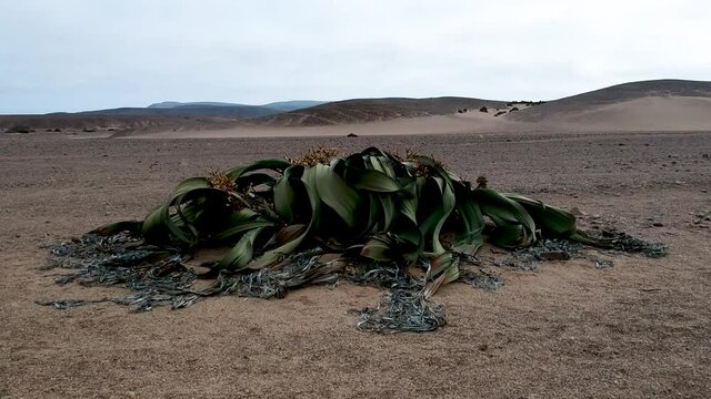 Approaching a Welwitschia mirabilis at ground level over a barren rocky desert landscape Aerial