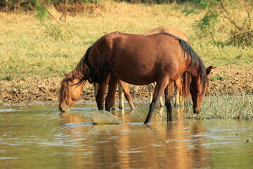 horses in the river