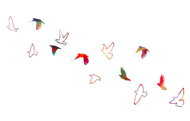 Bird watercolor. A flock of colorful birds. Mixed media. Free birds. Vector illustration