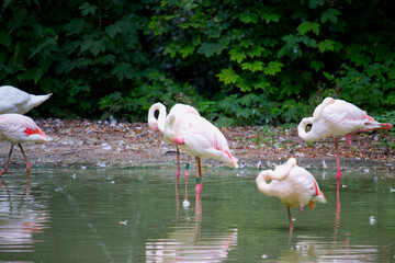 Pink flamingo birds relaxing in a garden pond