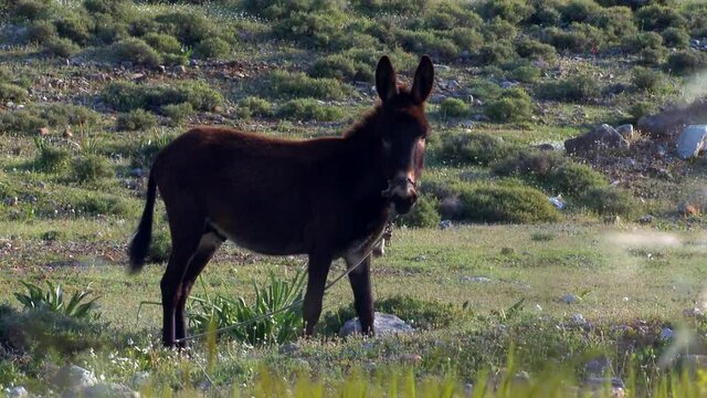 Rhodes Lindos Greece a donkey grazing in the field