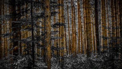 Pine Forest (in white)