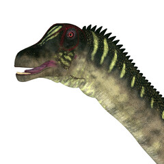 Antarctosaurus Dinosaur Head - The Titanosaur herbivorous sauropod dinosaur Antarctosaurus lived in South America during the Cretaceous Period.