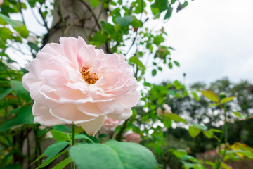 Fototapeta premium 美しいバラの写真