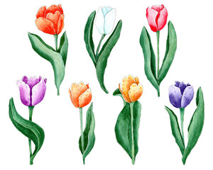 Hand painted watercolor tulips, Spring flowers, floral set.