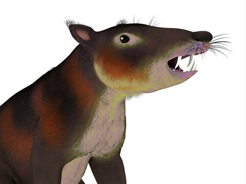 Cronopio Mammal Head - Cronopio is an extinct carnivorous mammal that lived in South America during the Cretaceous Period.