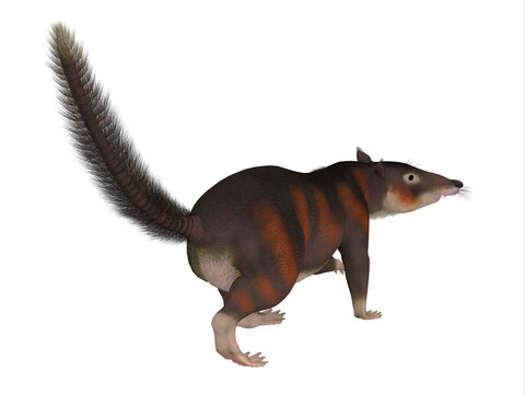 Cronopio Mammal Tail - Cronopio is an extinct carnivorous mammal that lived in South America during the Cretaceous Period.
