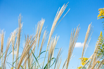 青空とススキの写真